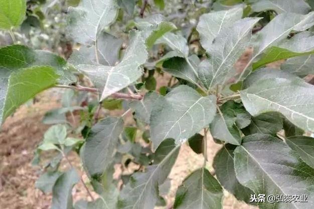 解密螯合氨基酸水溶肥