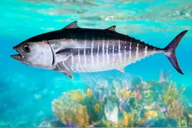 世界上最美味的10种鱼图片