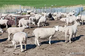 养多少只羊一年能赚10万块？56只就可以，你信吗？图片