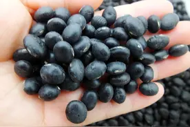 黑豆都分哪几种？“绿心”好还是“黄心”好？知道后别再买错了图片