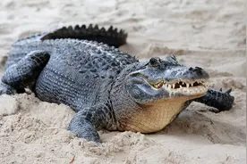 鸟界“哈士奇”，喜欢拔自己的毛送人，却是鳄鱼的天敌图片