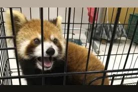 刽子手究竟是谁？小熊猫被解救后竟惊吓致死图片