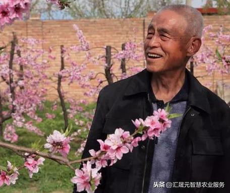 桃树控梢新方法，不用多效唑，那用什么呢？