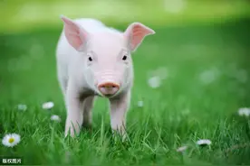二师兄再遭热捧！猪价回调之际，这家公司再斥160亿投资养猪业图片