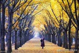 部编版语文九年级上册必背诗文汇总，快收藏，碎片时间背起来图片