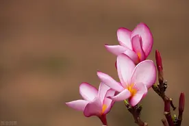 南京鸡鸣寺的樱花“消息树”开花了！赏花约吗？图片