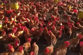 鸡毛色不好卖价低，鸡啄毛脱毛怎么解决，什么原因引起的图片