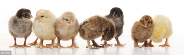 养殖干货——家禽免疫详解，建议收藏