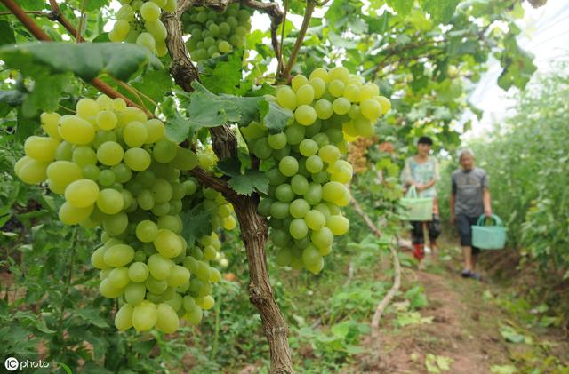 葡萄底肥什么时候施？怎么施？不做好这几点，难怪遭遇大小年