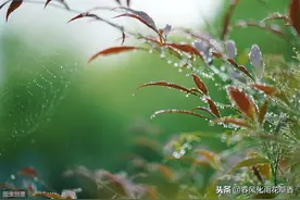 人们喜欢春天，也欢喜珍贵的春雨，收藏有关春雨的好句好段图片