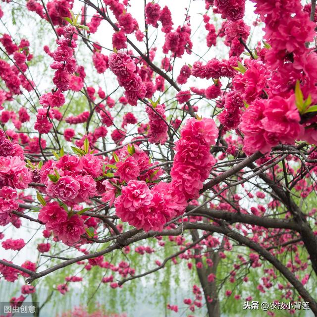 果树落花落果是啥原因造成的？如何保花保果才能使果园后期高产？