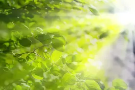 一组轻柔钢琴曲《夏日清晨》，清凉舒爽图片