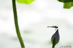 荷花开了，蜻蜓来了。“小荷才露尖尖角”可以这样拍摄图片