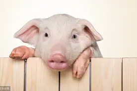 观察生猪眼睛知疾病，还不赶紧学起来！图片