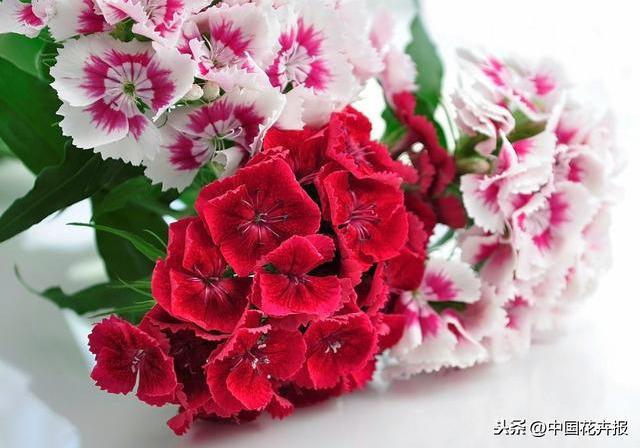 教师节到了！能送给老师的除了鲜花束，还有这几种花