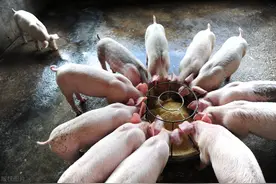 如何降低水泥地面对猪的危害？图片