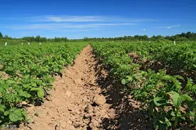 新型种植方法：稻田免耕、稻草覆盖秋马铃薯栽培技术图片