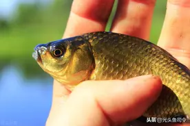 5天就能孵化，寿命10年，究竟有多少鲫鱼能够“寿终正寝”？图片