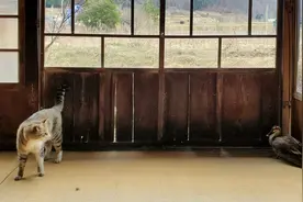 当家里飞进来一只鸭子…猫咪追鸭~追呀！图片
