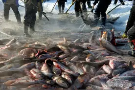 白鲢价格便宜，又不受欢迎，为什么养殖户还养殖？答案来了图片