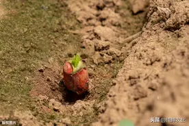 麦垄套种花生高产栽培技术，注意的事项，要看完哦图片