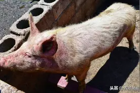 这样做猪猪腹泻就不再反反复复了。图片