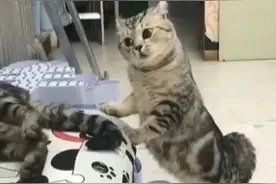 猫咪夫妻吵架，母猫歪头瞪眼狂骂，吓得公猫不敢动图片