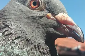 拆迁后的鸽舍原地重新搭建 只为等待飞丢两年后归来的那两只鸽子图片