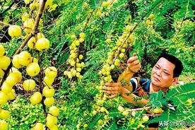 潮阳金灶果农畅享丰收喜悦图片