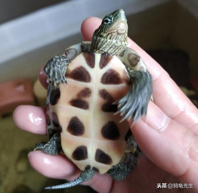 不知道乌龟如何冬眠？鸫龟先生干货分享乌龟冬眠方法全套解决方案