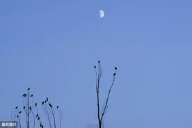 王建《十五夜望月寄杜郎中》中秋佳节朋友相聚时所作，寄友杜元颖图片