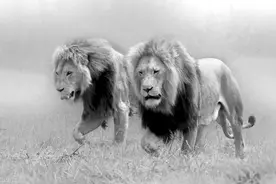 狮生艰难，狮子的生活实际上并不像表面那么光鲜图片