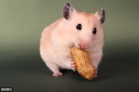我家养了三只仓鼠，如何让仓鼠不咬人？图片