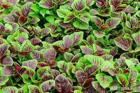 这三种蔬菜含有大量草酸，掌握这一点，远离肾结石图片