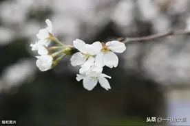 岂曰无衣，与子同袍；山川异域，风月同天：深藏中日千年往事图片