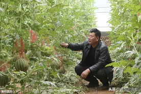 山西晋南“吊篮”西瓜“车间”生产，40天成熟，1亩收入6万元图片