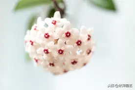 盆花宠儿“球兰花”，比百合花还香，家里养一盆就够了图片