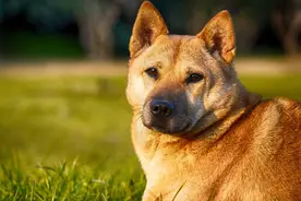 这六种犬不能随便养，一旦养了，它们就会用一生忠诚于你图片