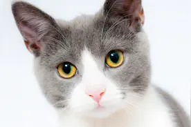 日语小说片段赏析｜我是猫07152020图片