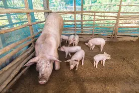 养猪妙招：废机油对养猪是个宝，这5种猪的常见病可以轻松治疗图片