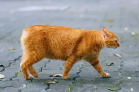 辟谣，猫咪不需要像狗狗一样断尾，且需知断尾本身就是千古谣言图片