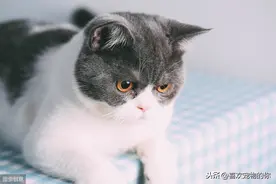 英国短毛猫，让人又爱又恨图片