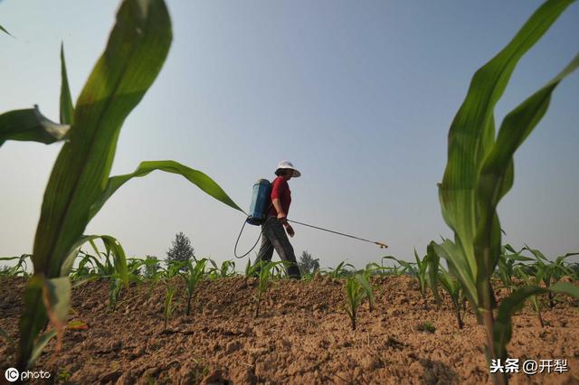 玉米除草剂药害症状及防缓方法
