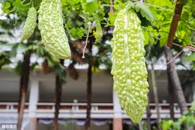 种植苦瓜枯萎病，及绿色防控技术，以下6点需注意方法图片