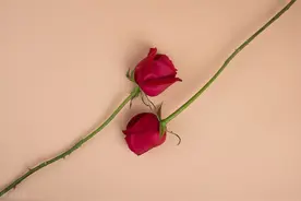 推文  | 「回忆篇」1987遇色系列网配篇（一）图片