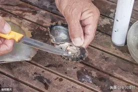 品质决定珍珠养殖的效益，采收及预防疵珠技术很重要，蚌农有技巧图片