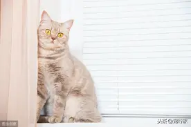 猫的快乐不用钱也能给！4个和猫增进感情的游戏，你做到了几个？图片