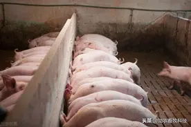 水泡粪猪场快速除臭技术，不增加设施短时间达到满意效果图片