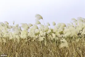 长江边上芦花开，武汉江边美景，纯净洁白图片