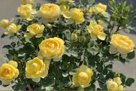 月季长壮笋，1招处理，让壮笋变身“主力花枝”，一枝爆花十几朵图片